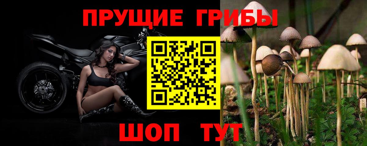 Шелехов  Галлюциногенные грибы прущие грибы  Вход с VPN 